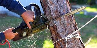 Best Lawn Mowing  in Roebuck, SC