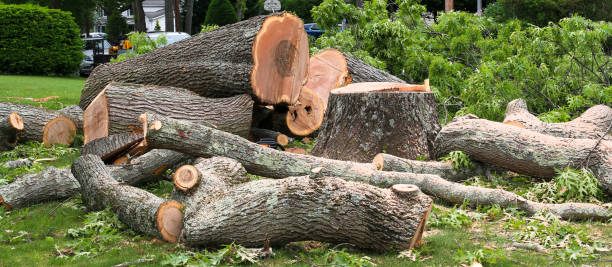 Roebuck, SC Tree Care Company